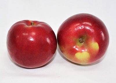 Apples - Mac Reds